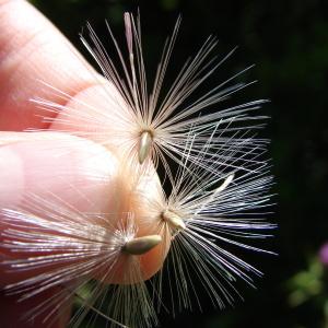 Photographie n°195158 du taxon Silybum marianum (L.) Gaertn. [1791]