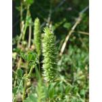 Phalaris pubescens Lam. (Koelérie du littoral)