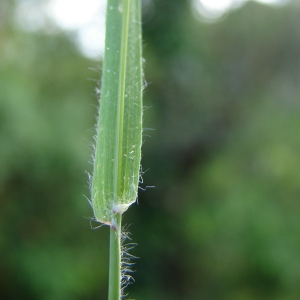 Photographie n°195170 du taxon Rostraria litorea (All.) Holub [1974]