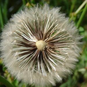 Photographie n°195175 du taxon Urospermum dalechampii (L.) Scop. ex F.W.Schmidt [1795]