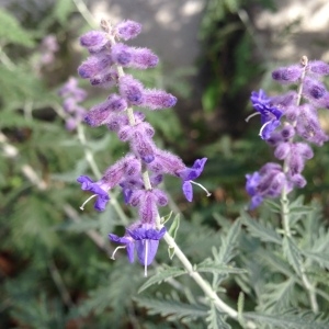 Perovskia atriplicifolia Benth.