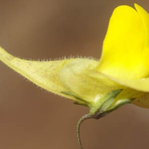 Nanorrhinum heterophyllum (Schousb.) Ghebr.