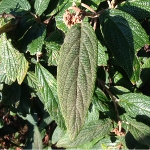 Photographie n°195274 du taxon Viburnum rhytidophyllum Hemsl. [1888]