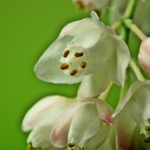 Staphylea pinnata L. (Faux Pistachier)