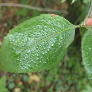 Photographie n°195346 du taxon Euonymus europaeus L. [1753]