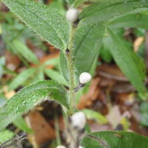 Photographie n°195358 du taxon Lithospermum purpurocaeruleum L. [1753]