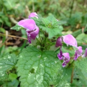 Photographie n°195373 du taxon Lamium maculatum (L.) L. [1763]