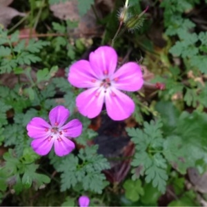 Photographie n°195382 du taxon Geranium robertianum L. [1753]