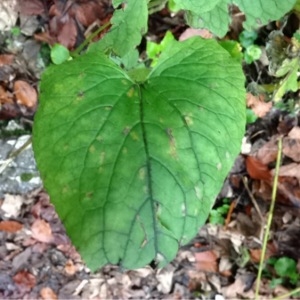 Photographie n°195384 du taxon Lunaria rediviva L. [1753]