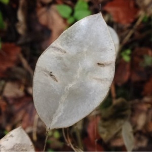 Photographie n°195387 du taxon Lunaria rediviva L. [1753]