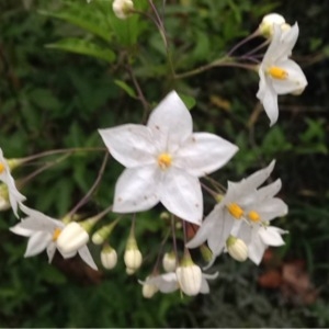 Photographie n°195391 du taxon Solanum laxum Spreng. [1824]