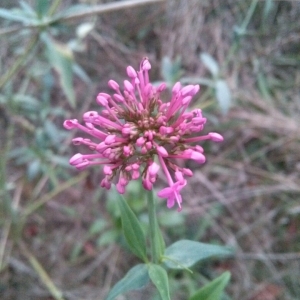 Photographie n°195397 du taxon Centranthus ruber (L.) DC.