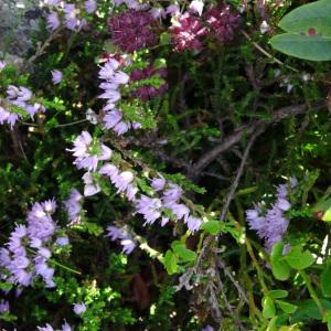 Photographie n°195414 du taxon Calluna vulgaris (L.) Hull