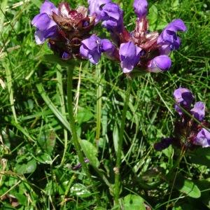 Photographie n°195415 du taxon Prunella hastifolia Brot. [1804]