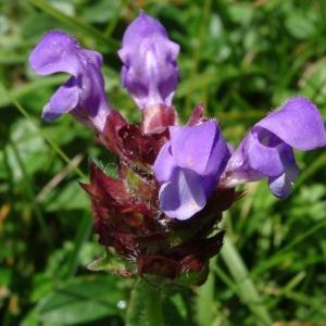 Prunella vulgaris subsp. hastifolia (Brot.) Douin (Brunelle à feuilles hastées)