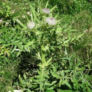 Photographie n°195421 du taxon Cirsium eriophorum subsp. eriophorum 