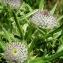  Alain Bigou - Cirsium eriophorum subsp. eriophorum 