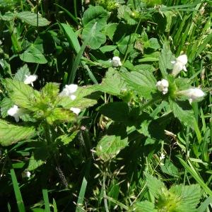 Photographie n°195425 du taxon Lamium album L. [1753]