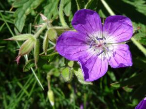 Alain Bigou, le 20 août 2013 (Bethmale (Port de la Core))