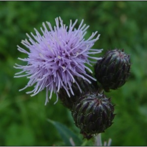 Photographie n°195433 du taxon Cirsium arvense (L.) Scop. [1772]