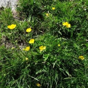 Alain Bigou, le 20 août 2013 (Bethmale (Port de la Core))