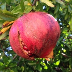 Photographie n°195458 du taxon Punica granatum L.