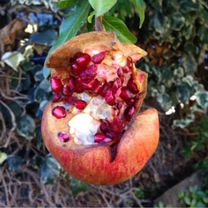 Photographie n°195462 du taxon Punica granatum L.