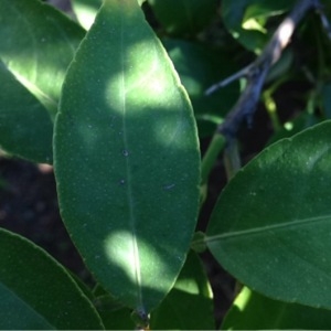 Photographie n°195469 du taxon Citrus limon (L.) Burm.f. [1768]