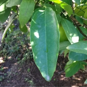 Photographie n°195470 du taxon Citrus limon (L.) Burm.f. [1768]