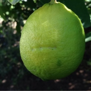 Photographie n°195471 du taxon Citrus limon (L.) Burm.f. [1768]
