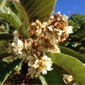 Photographie n°195473 du taxon Eriobotrya japonica (Thunb.) Lindl. [1821]