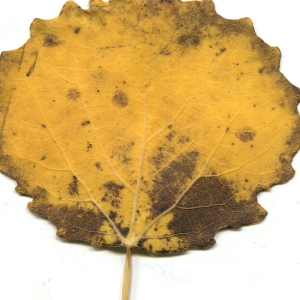 Photographie n°195500 du taxon Populus tremula L. [1753]