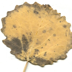 Photographie n°195501 du taxon Populus tremula L. [1753]
