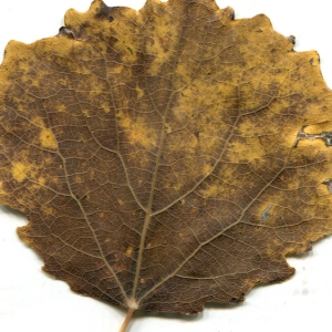 Photographie n°195504 du taxon Populus tremula L. [1753]