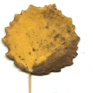 Photographie n°195506 du taxon Populus tremula L. [1753]