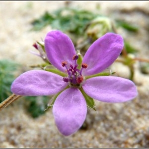 Erodium glutinosum subsp. dunense (Andreas) Rothm. (Bec-de-grue des dunes)