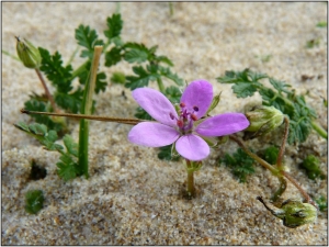 Pat Desnos, le 31 octobre 2013 (Les Moitiers-d'Allonne (Dunes de Hatainville))