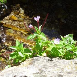 Photographie n°195531 du taxon Epilobium alsinifolium Vill. [1779]