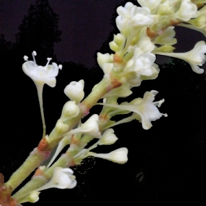 Fallopia japonica (Houtt.) Ronse Decr. (Renouée à feuilles pointues)