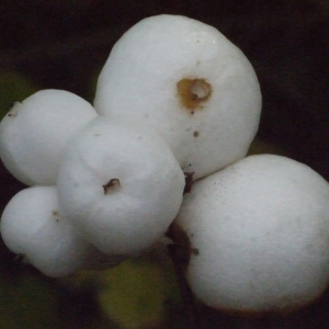 Photographie n°195562 du taxon Symphoricarpos racemosus Michx. [1803]