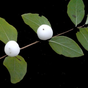 Photographie n°195566 du taxon Symphoricarpos racemosus Michx. [1803]