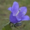  Liliane Roubaudi - Campanula rhomboidalis L. [1753]