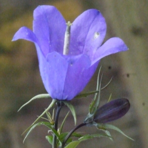 Photographie n°195589 du taxon Campanula rhomboidalis L. [1753]