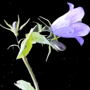 Photographie n°195590 du taxon Campanula rhomboidalis L. [1753]