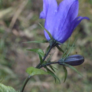 Campanula songeonii Chabert (Campanule à feuilles en losange)