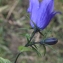  Liliane Roubaudi - Campanula rhomboidalis L. [1753]