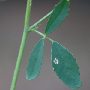 Photographie n°195602 du taxon Melilotus albus Medik. [1787]