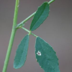 Photographie n°195603 du taxon Melilotus albus Medik. [1787]