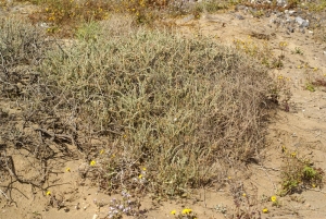 Liliane Roubaudi, le 11 avril 2009 (Fuerteventura-îles Canaries)