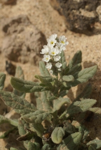 Liliane Roubaudi, le 11 avril 2009 (Fuerteventura-îles Canaries)